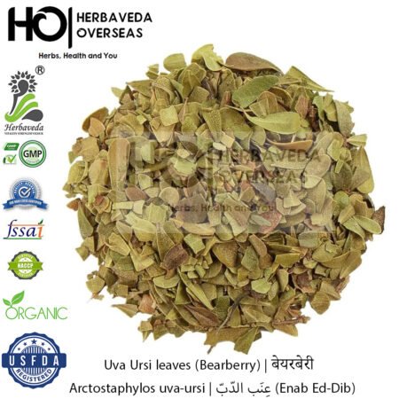 Uva Ursi (Bearberry) | बेयरबेरी | Arctostaphylos uva-ursi