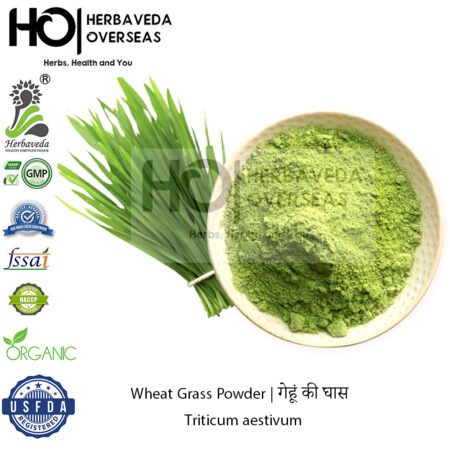 Wheat Grass | गेहूं की घास | Triticum aestivum