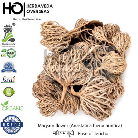 Maryam flower (Anastatica hierochuntica) | मरियम बूटी|Rose of Jericho