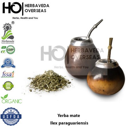 Yerba mate | Ilex paraguariensis