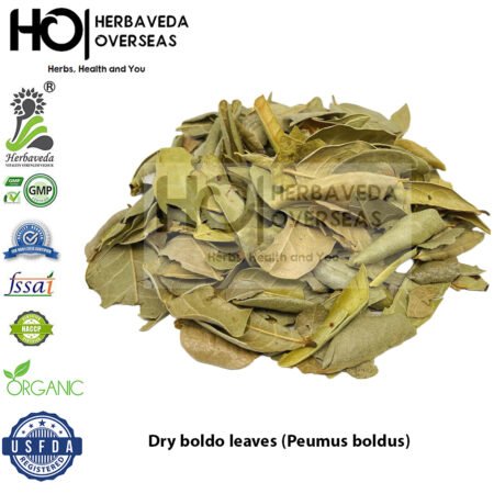 Dry boldo leaves (Peumus boldus)