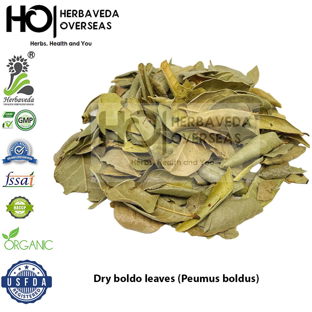Dry boldo leaves (Peumus boldus)