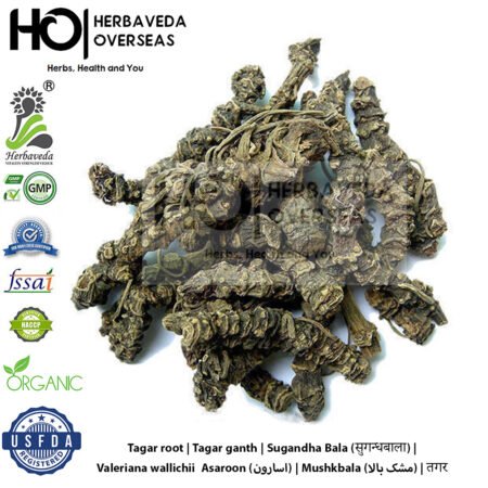 Tagar root | Tagar ganth | Sugandha Bala (सुगन्धबाला) |Valeriana wallichii | Asaroon (اسارون) | Mushkbala (مشک بالا) | तगर