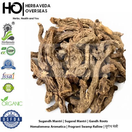 Sugandh Mantri | Sugand Mantri | Gandh Roots | Homalomena Aromatica | Fragrant Swamp Rallow |सुगंध मंत्री